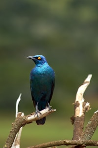 Roller Flight