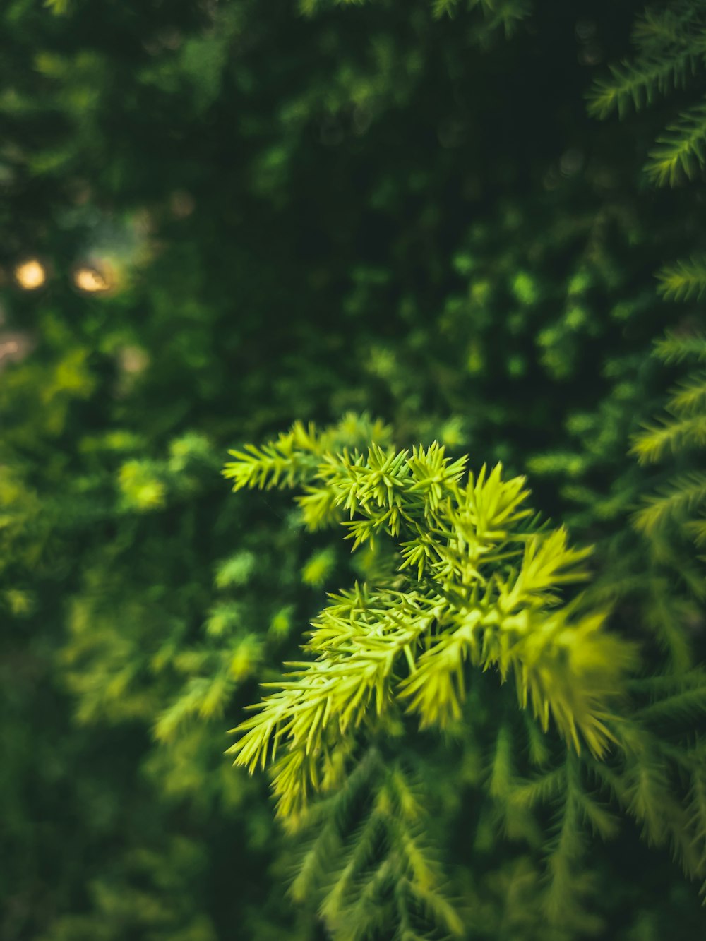 green leaf plant