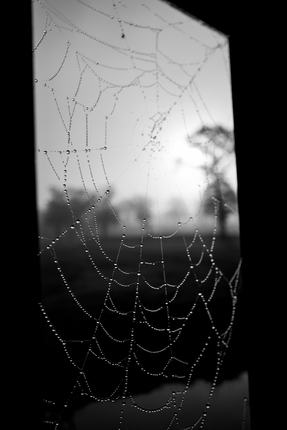 foto em tons de cinza da teia de aranha