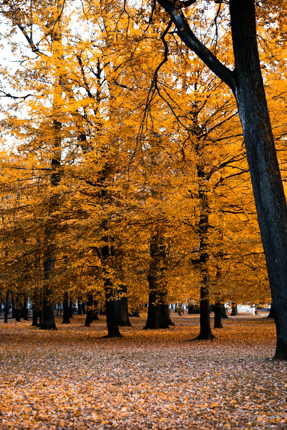 yellow trees