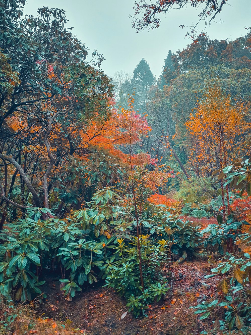 green trees