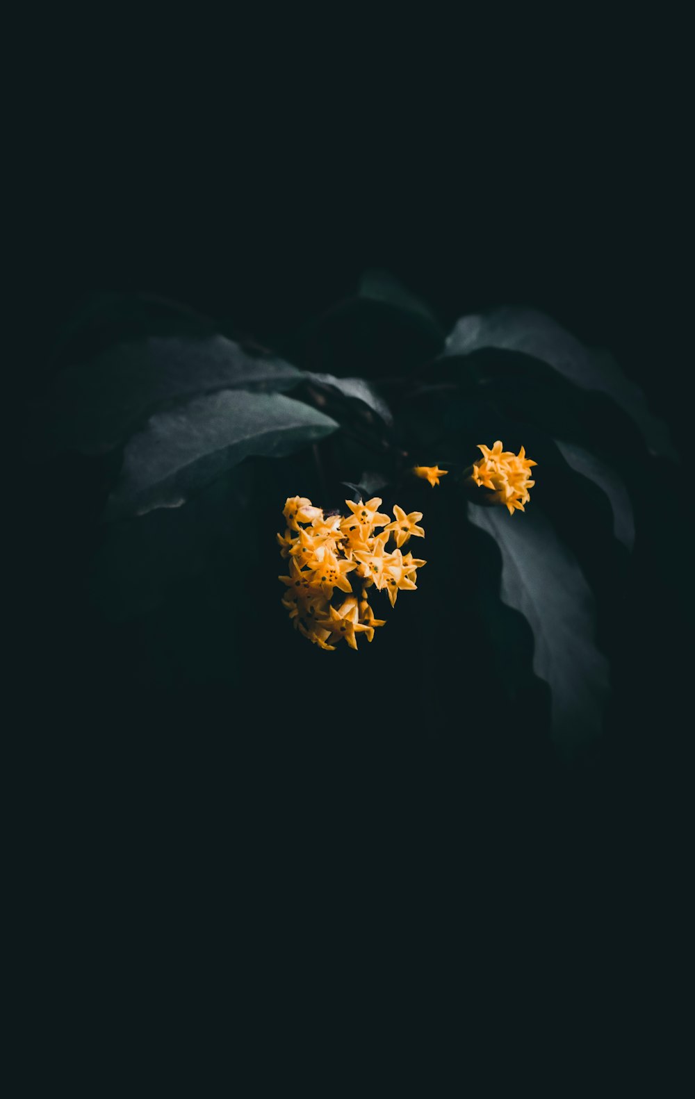 fleur de grappe jaune
