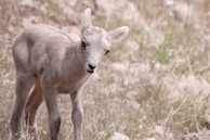A young, light-colored lamb standing in a natural setting. The surroundings include dry grass and scattered rocks, creating a serene and rustic atmosphere. The lamb looks directly at the camera with a curious expression.