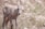 A young, light-colored lamb standing in a natural setting. The surroundings include dry grass and scattered rocks, creating a serene and rustic atmosphere. The lamb looks directly at the camera with a curious expression.