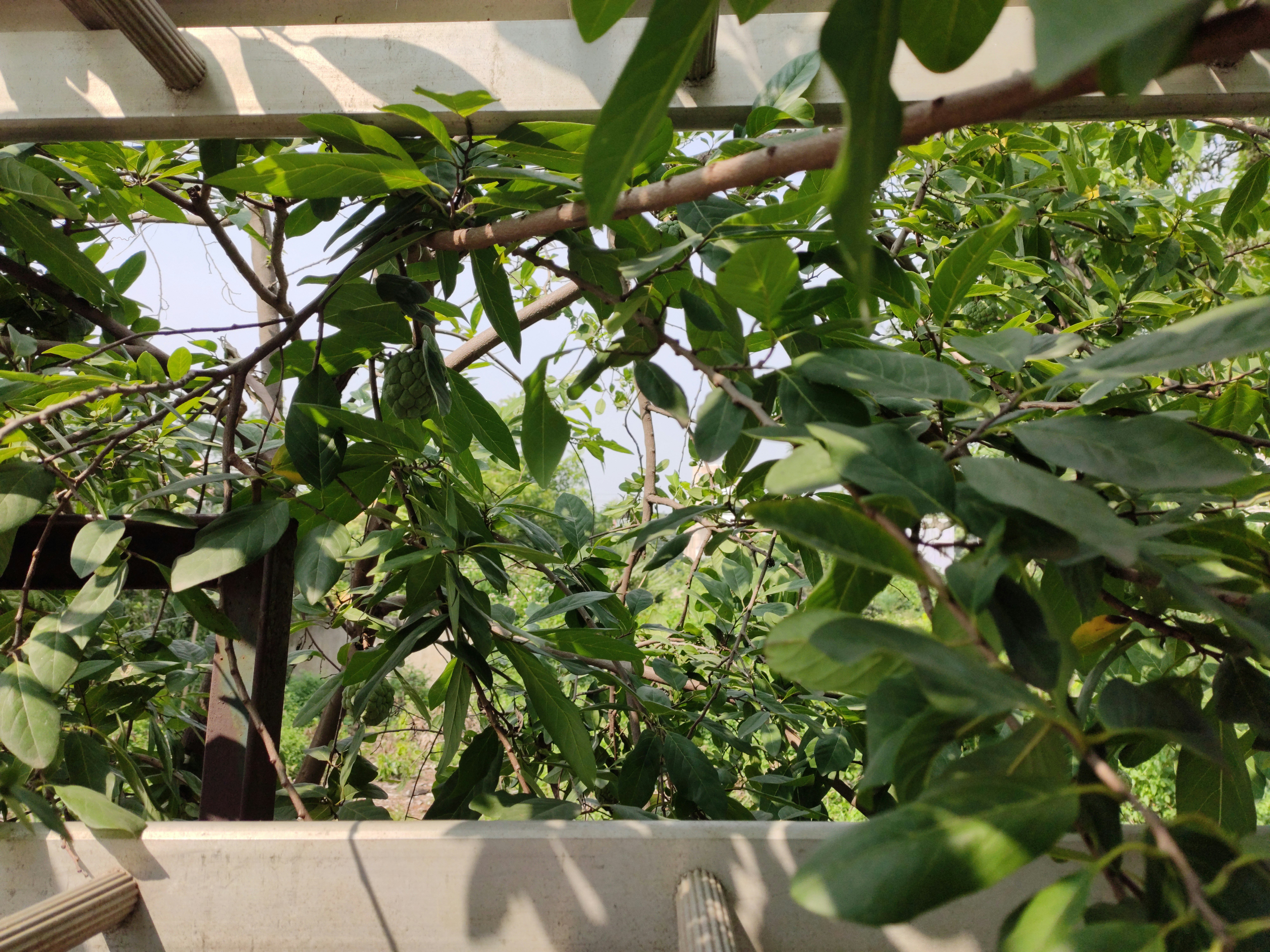 Rustic Metal Trellis