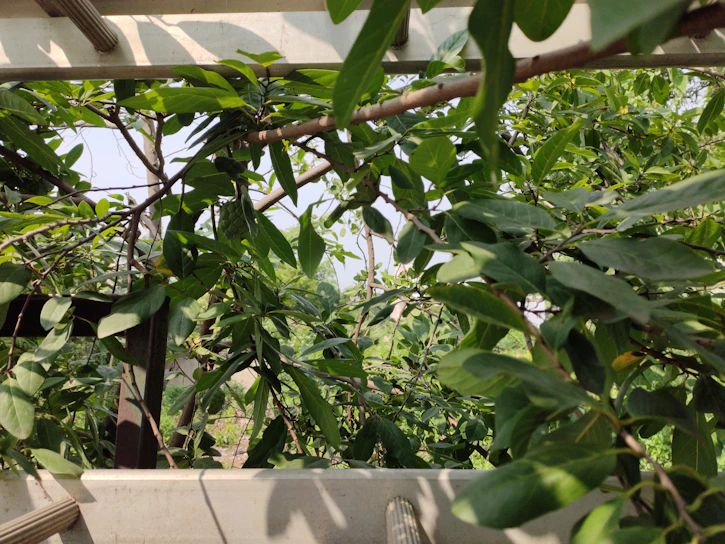 A close-up of a rustic metal trellis entwined with vibrant green climbing vines under soft sunlight.