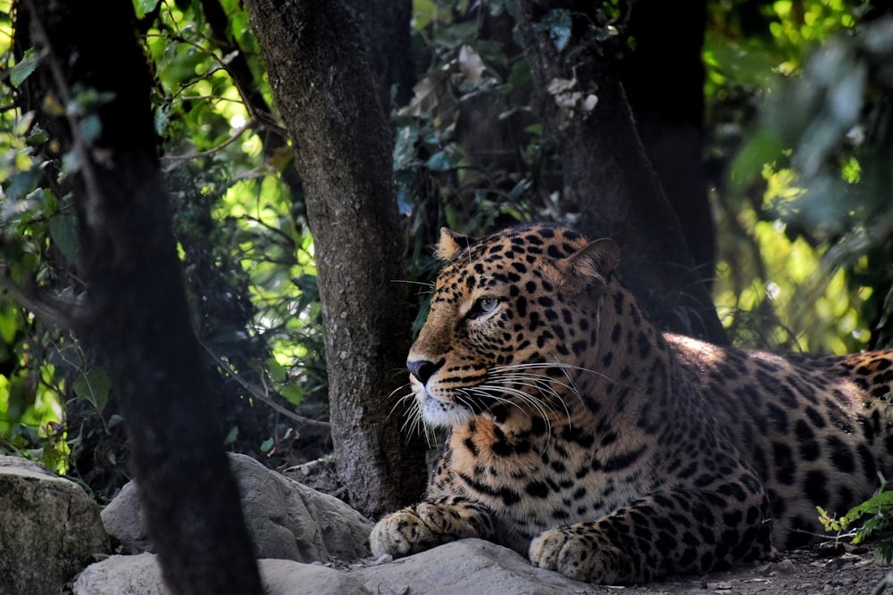 adult tiger during daytime