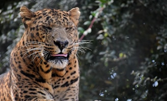 a close up of a large cat with trees in the background