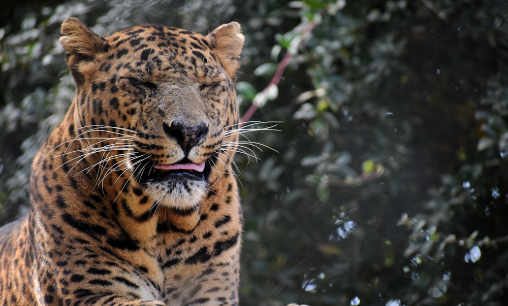 a close up of a large cat with trees in the background