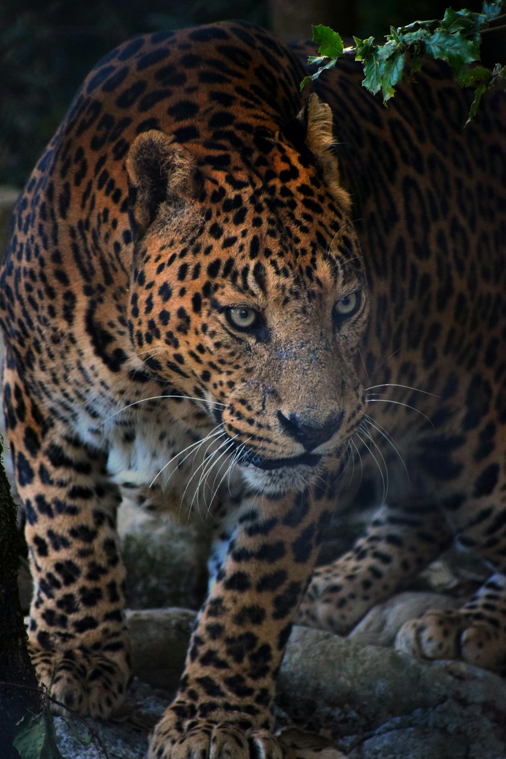 Download Leopard wallpapers for mobile phone, free Leopard HD pictures