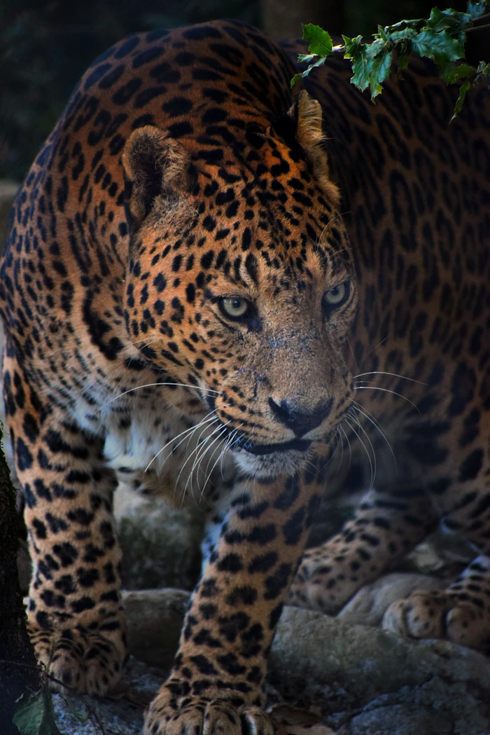 Jim Corbett