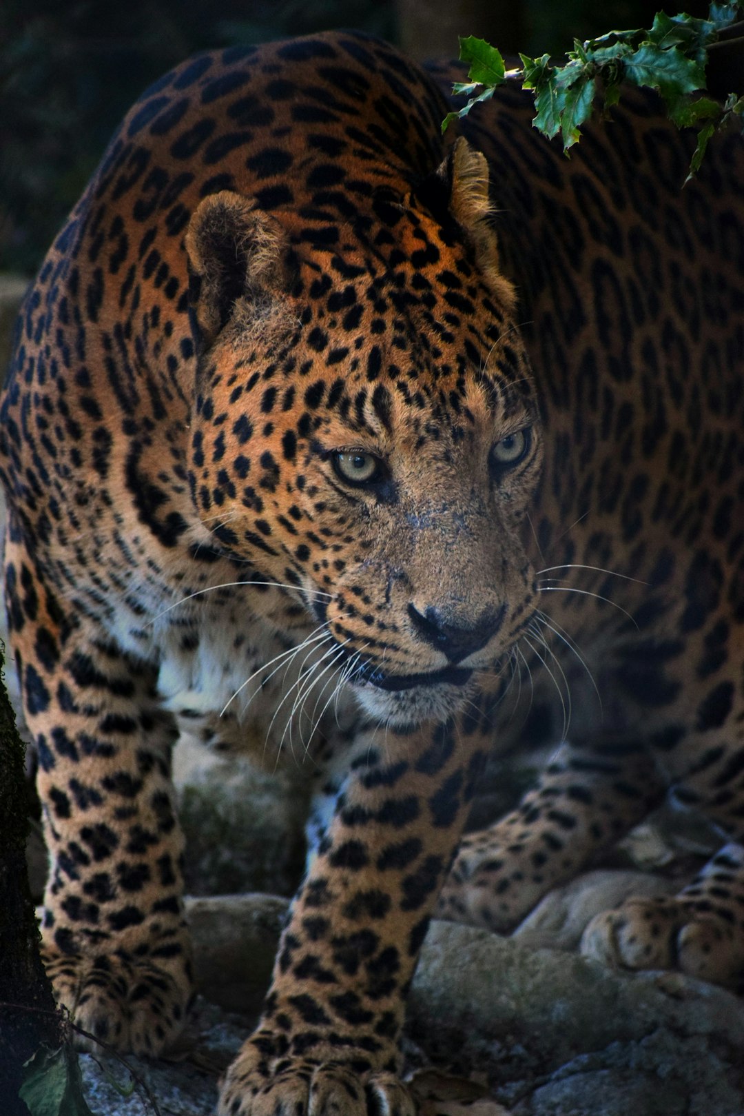  adult tiger leopard