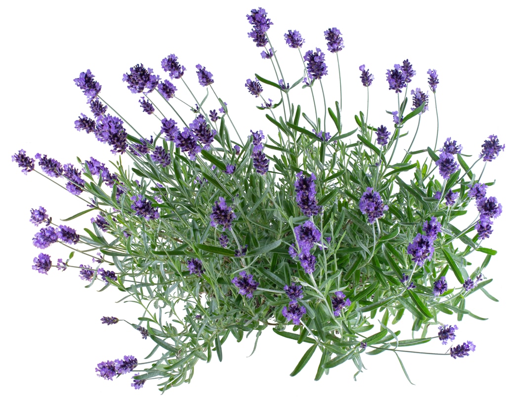 Lavender Bliss