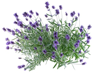 Sicilian Lavender Essential Oil