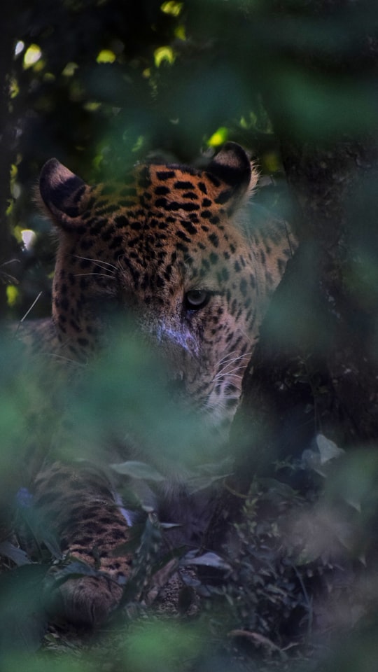 leopard photograph in Jim Corbett National Park India