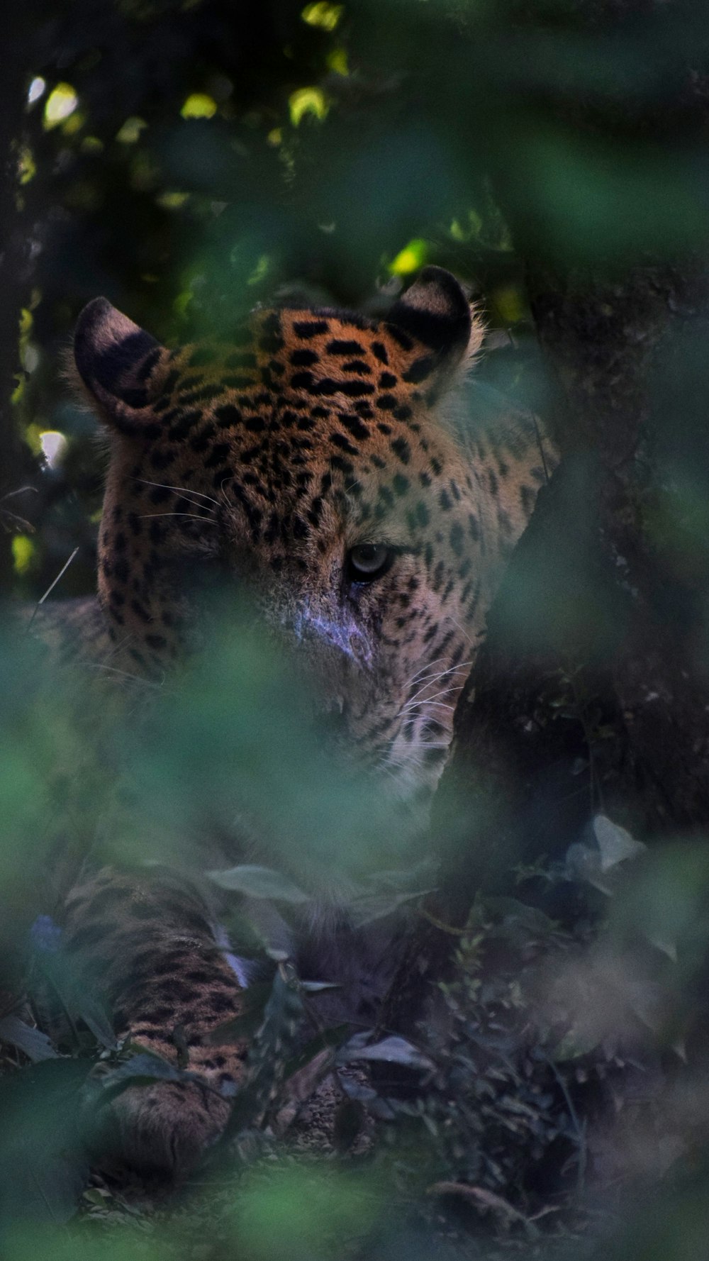 fotografia di leopardo