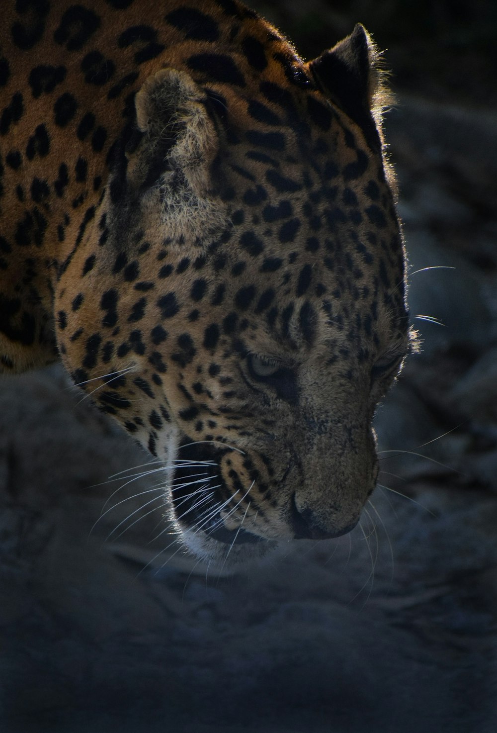 brown and black wild cat