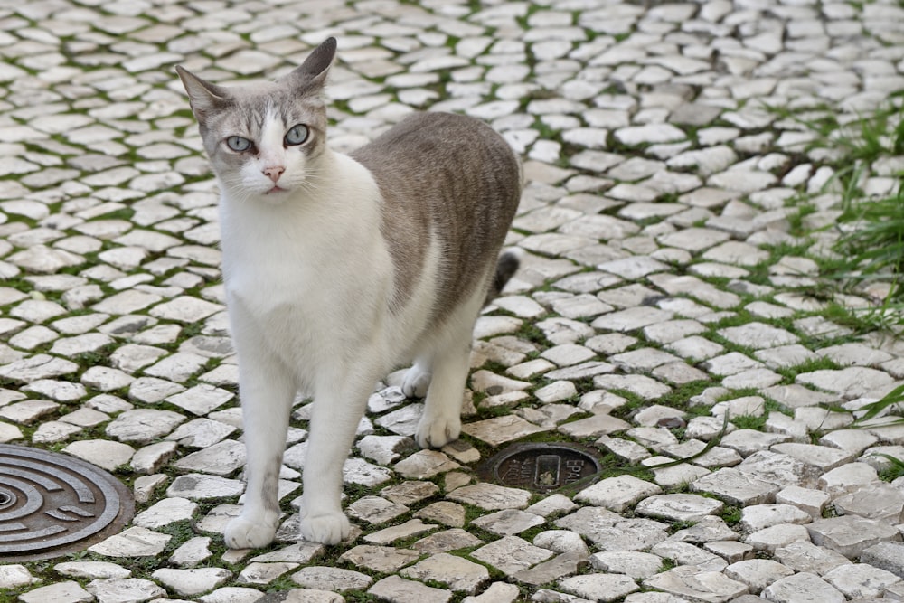 short-fur white and gray cat on pavement