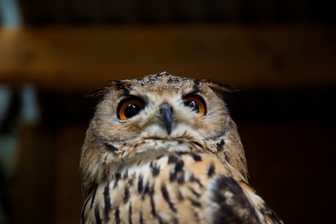 brown and black owl during daytime