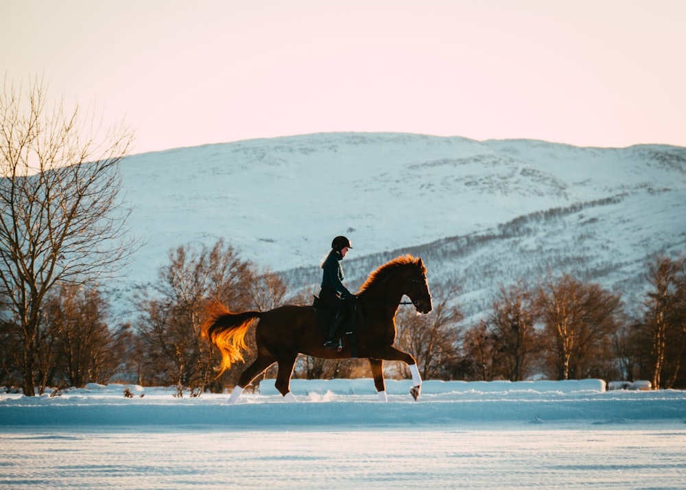 person riding horse on snow during daytime