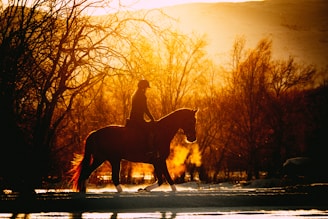 person riding horse during golden hour
