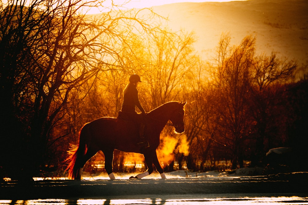 person riding horse during golden hour