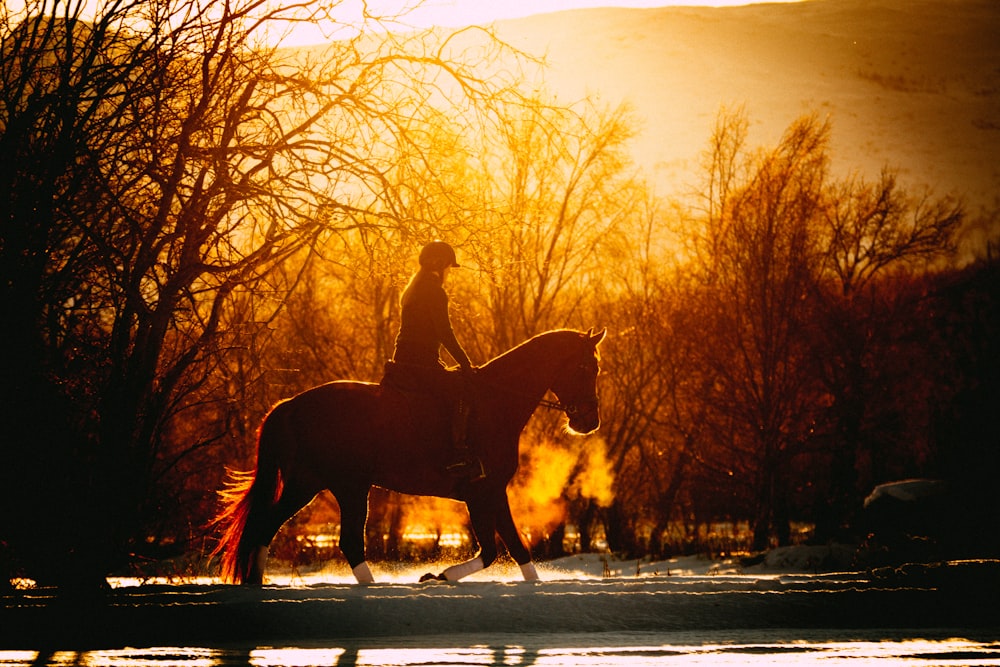 personne à cheval pendant l’heure dorée