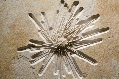 A delicate fossil embedded in ancient stone, revealing intricate details.