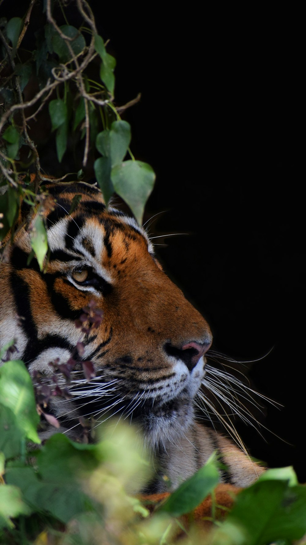 fotografia do tigre