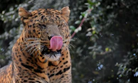 A leopard with spotted fur is seen with its eyes closed and its tongue extended, licking its nose. The background is filled with blurred greenery, giving an impression of a natural habitat.