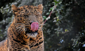A leopard with spotted fur is seen with its eyes closed and its tongue extended, licking its nose. The background is filled with blurred greenery, giving an impression of a natural habitat.