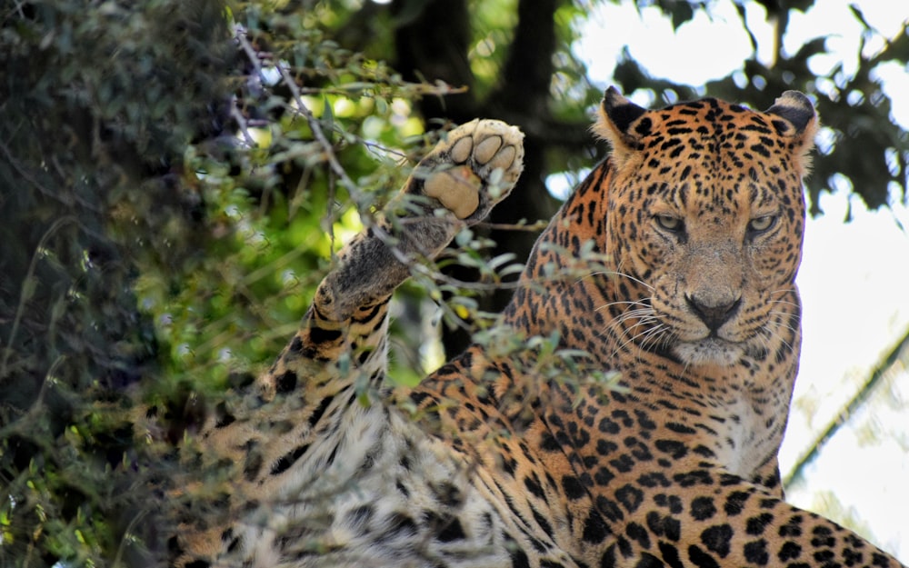 adult leopard on tree