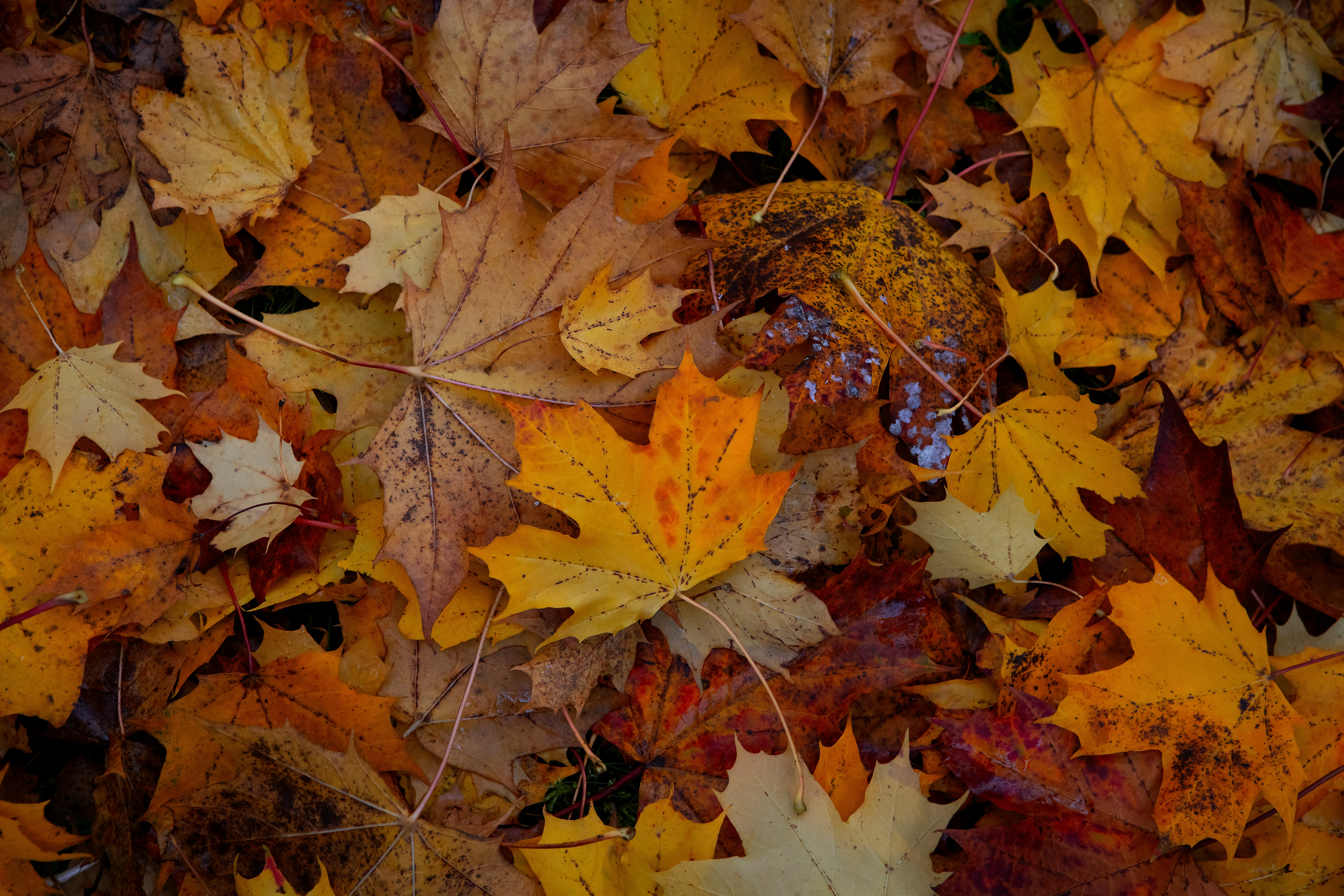 maple leaf photograph