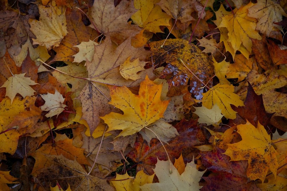 maple leaf photograph