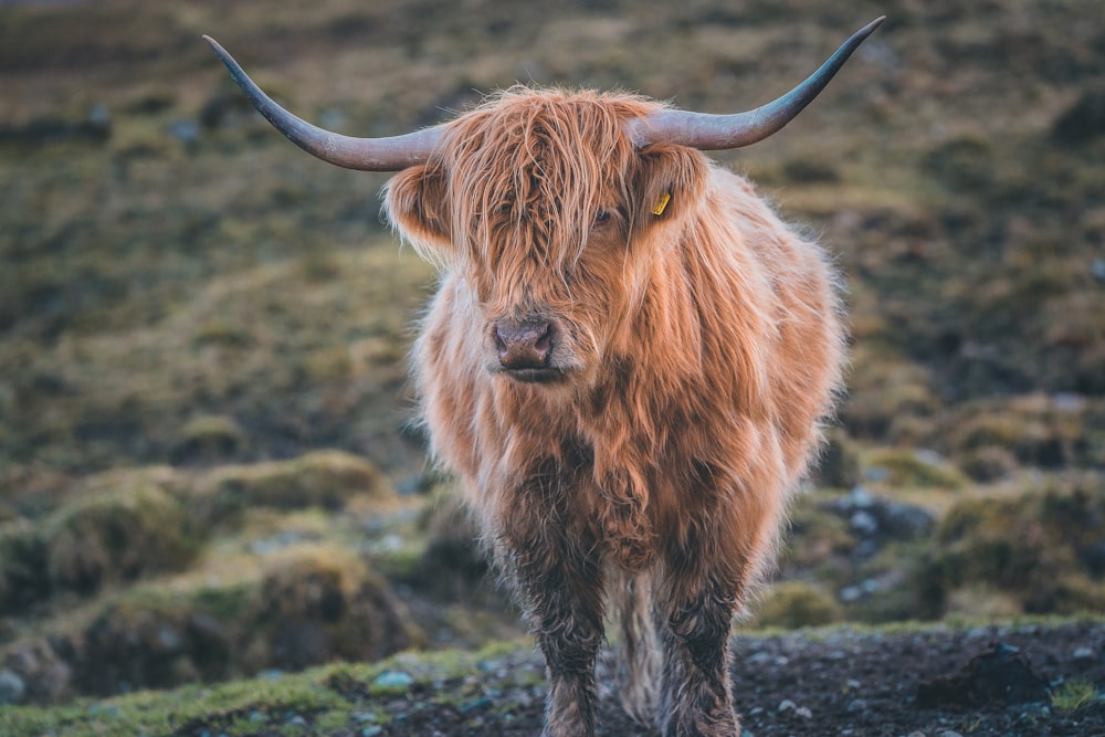brown yak photograph