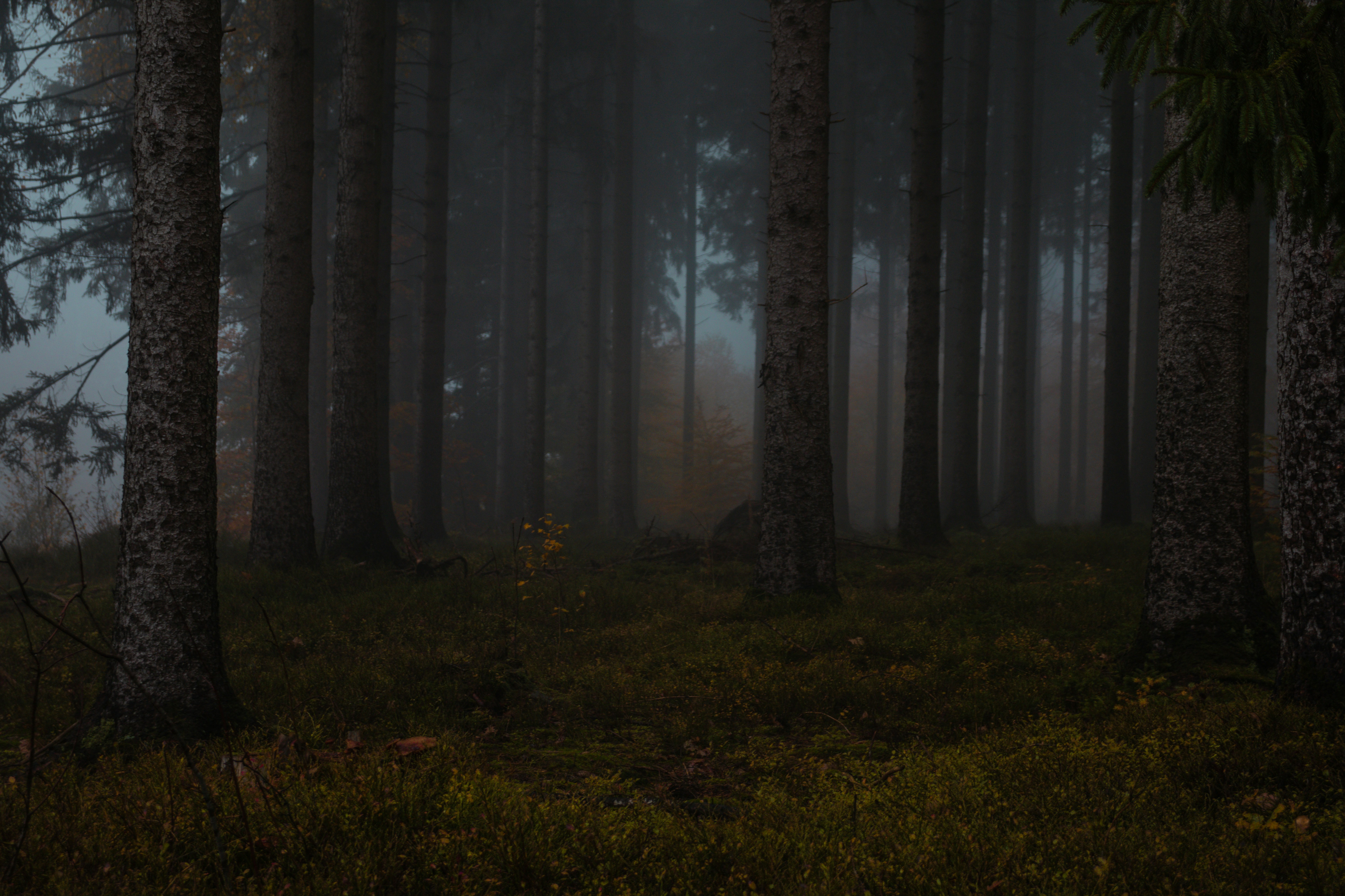 A man riding a bike through a forest at night photo – Free