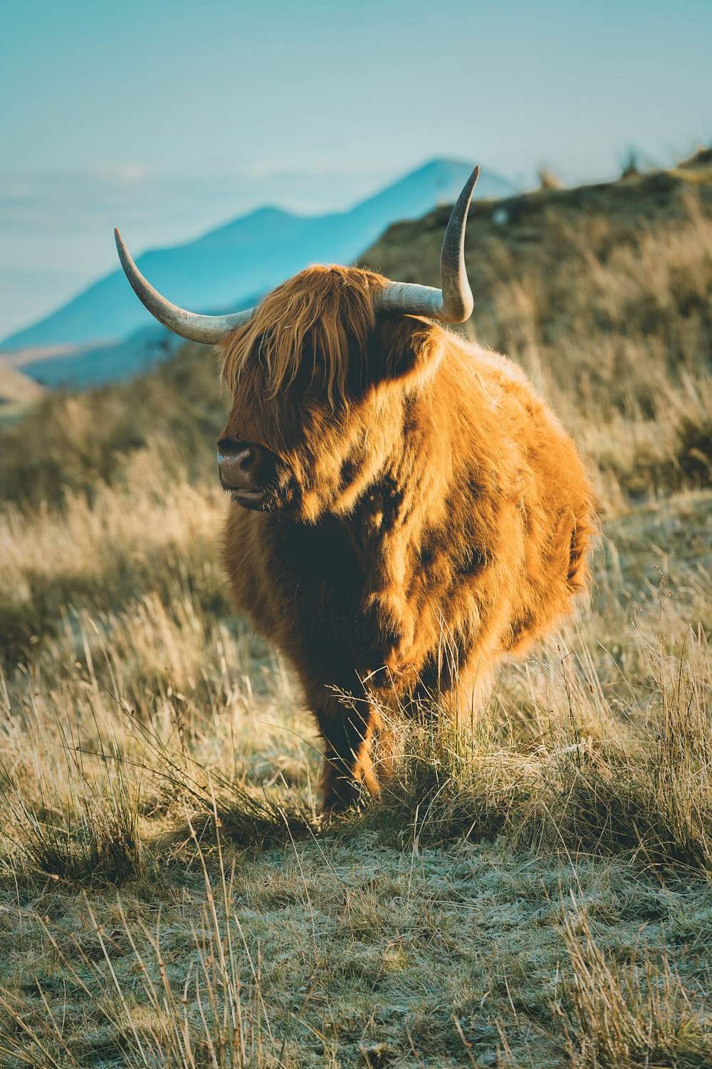 highland cattle on grass
