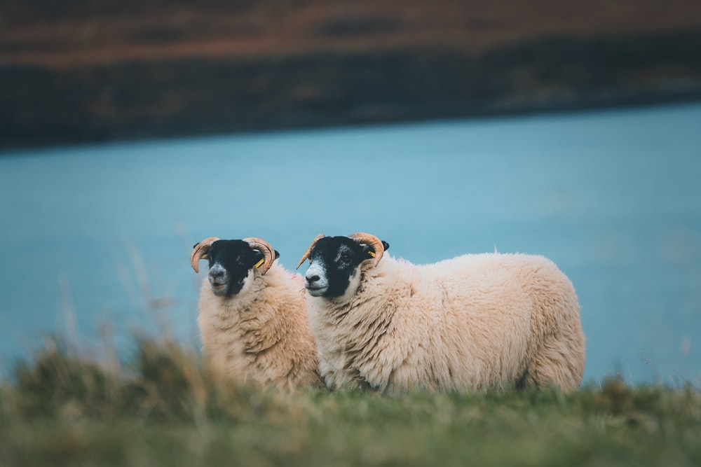 a couple of sheep standing on top of a grass covered field