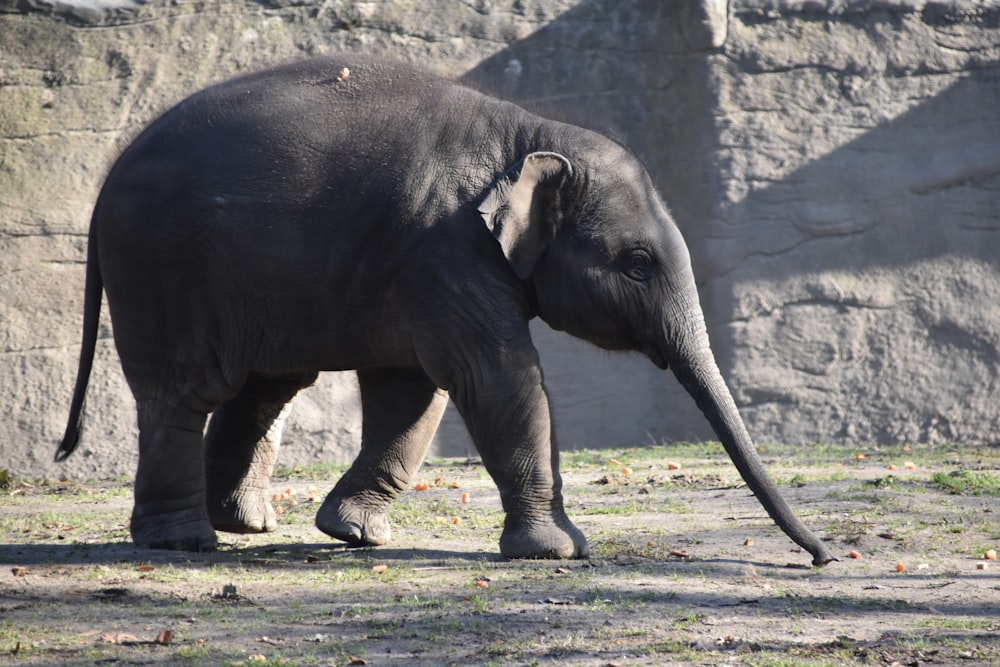 gray elephant on field