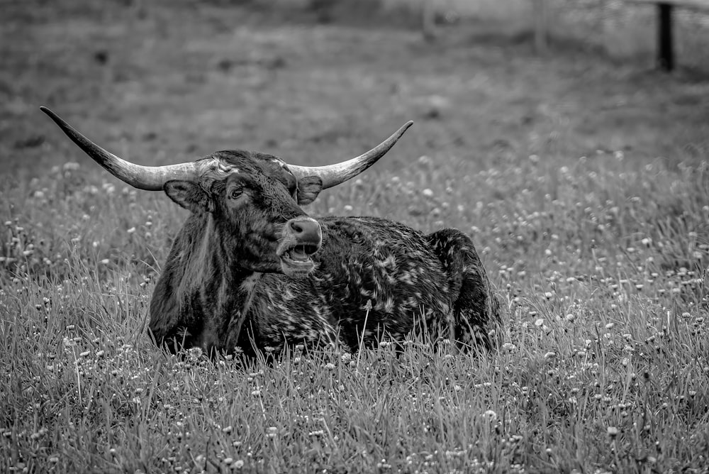 greyscale photography of cattle