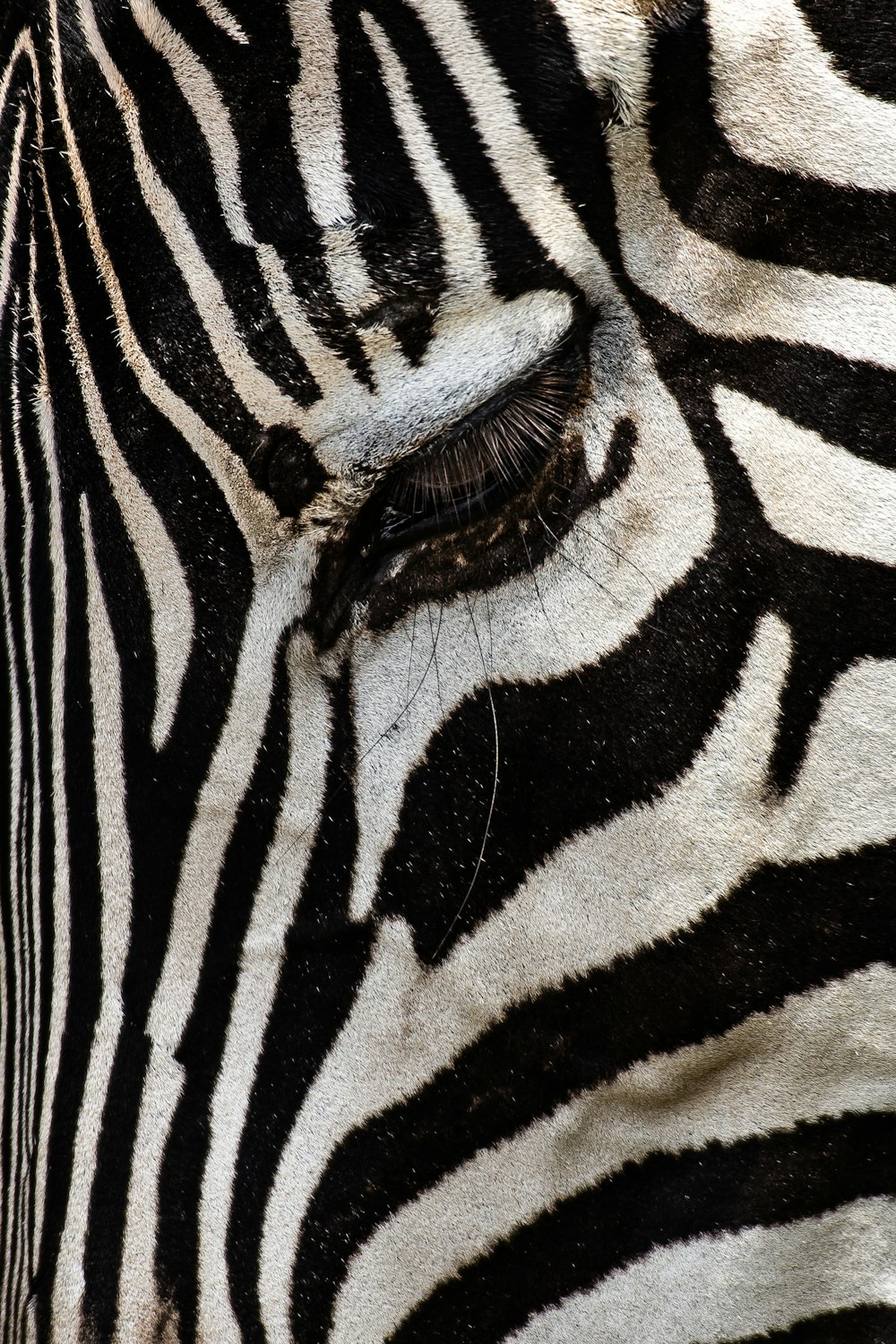 zebra in close-up photography