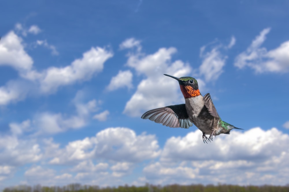 grey and orange hummingbird during daytime