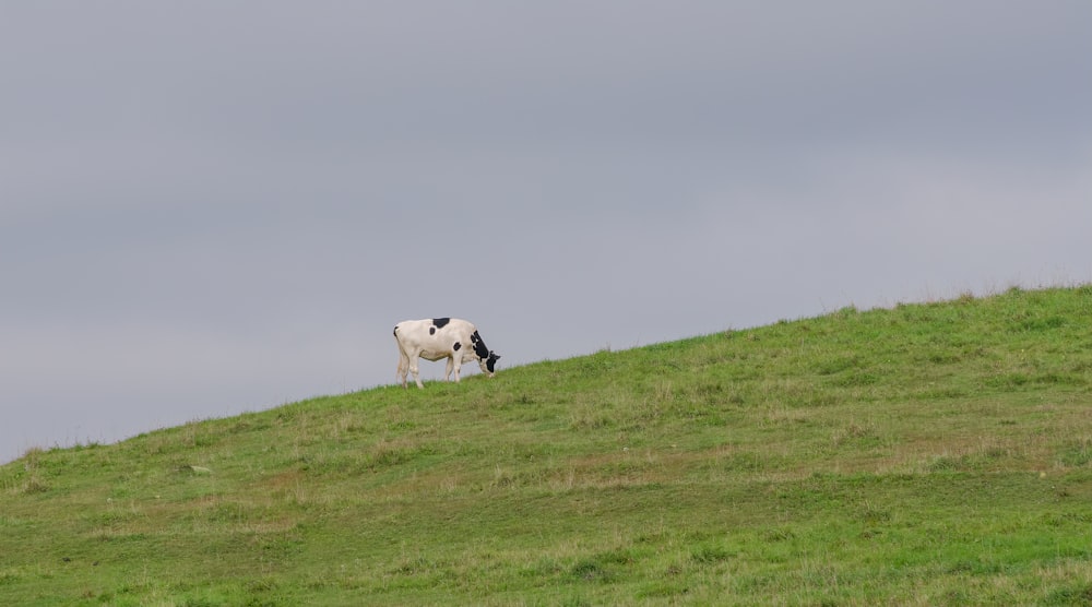 white and brown cattle on green grass field during daytime