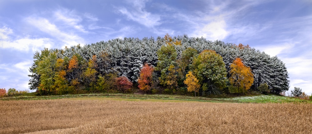 grünblättriger Baum