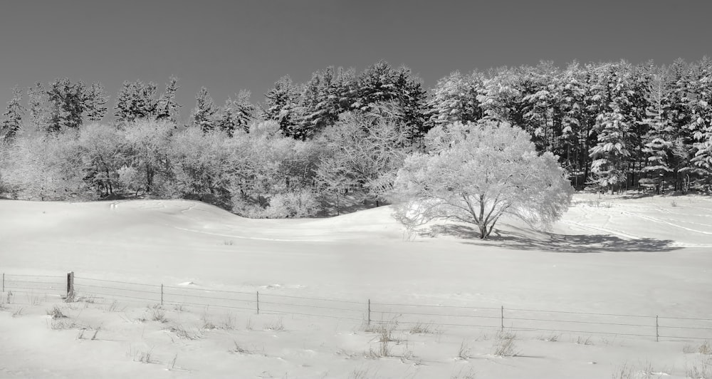 grayscale photography of field and trees covered with snow