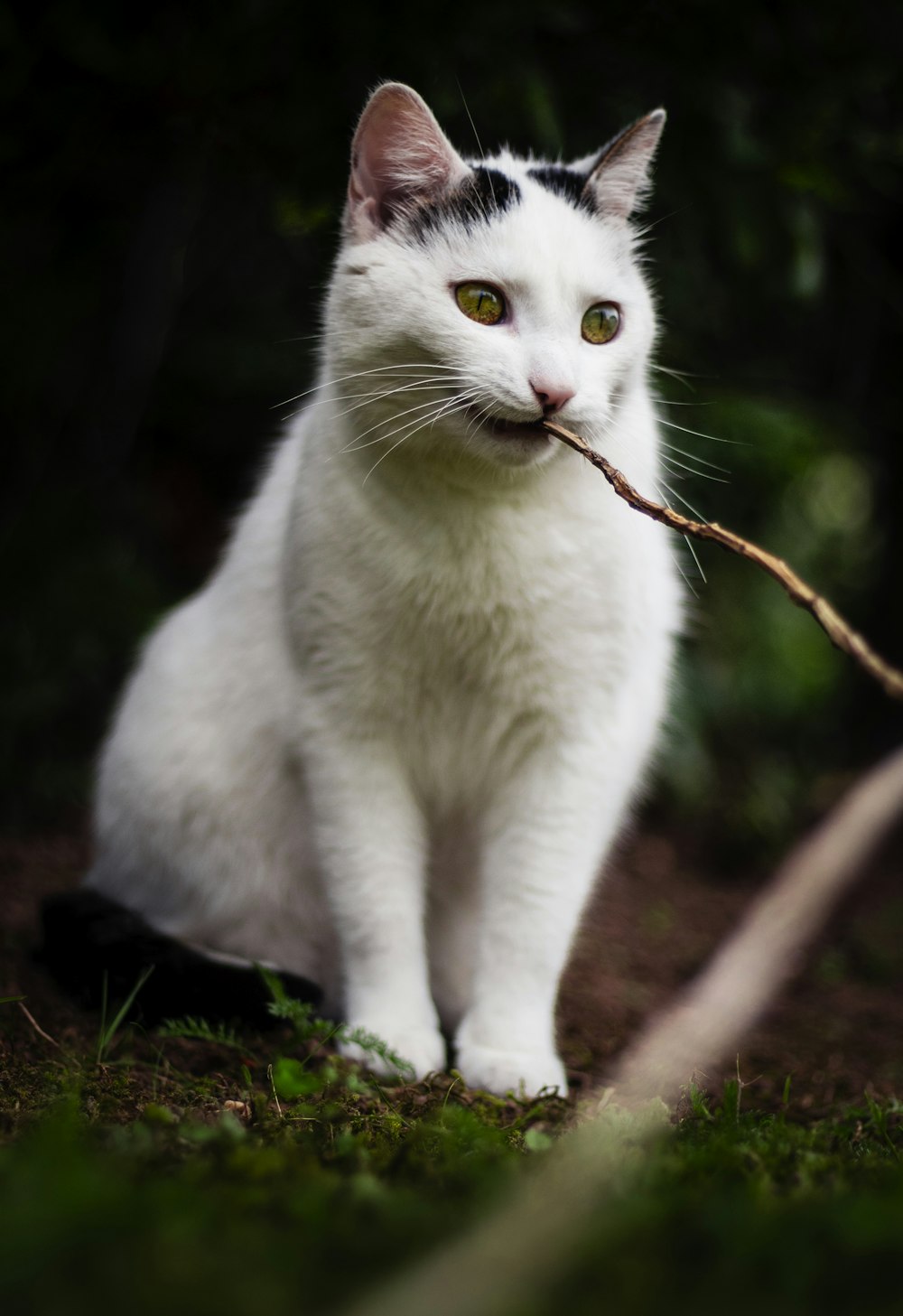 white and black bicolor cat photograph