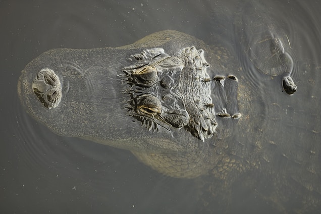 An alligator is partially submerged in murky water, with only its eyes and snout visible. A small turtle swims near the alligator, creating ripples on the water's surface.