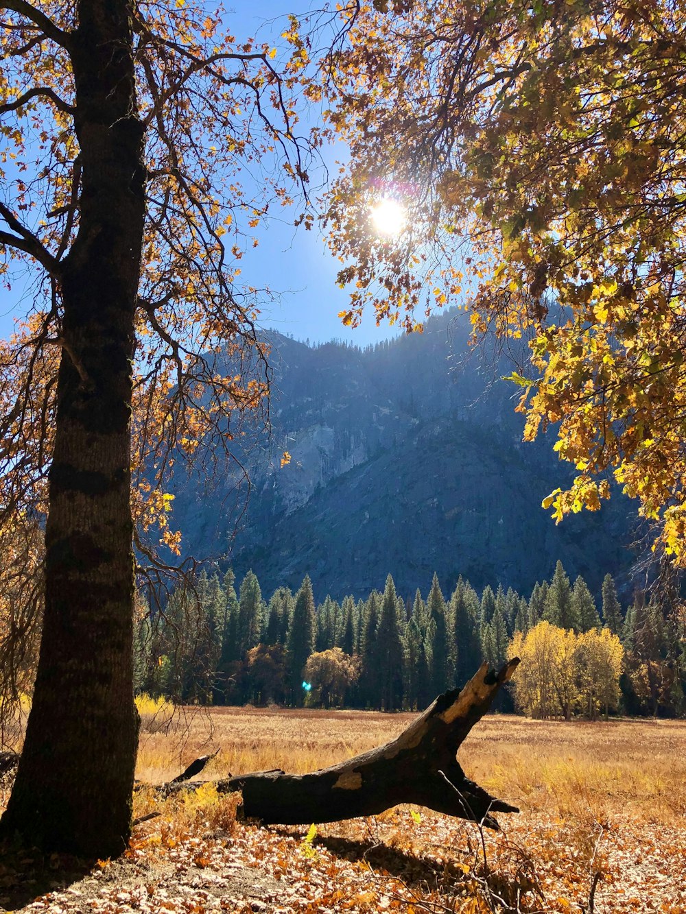 pine trees during daytime