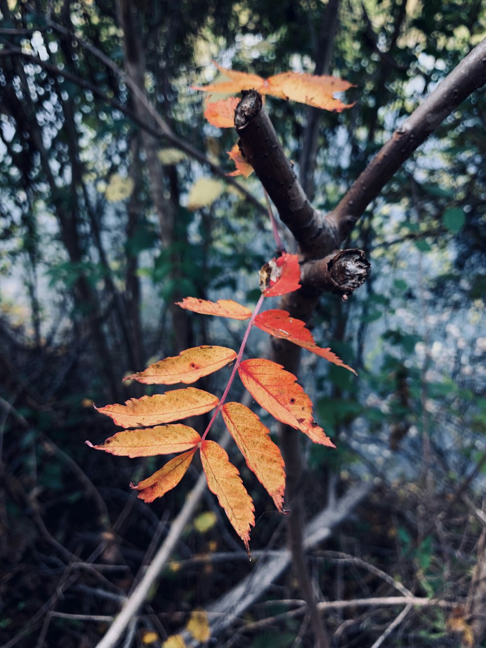 macro photography of orange leaf tree