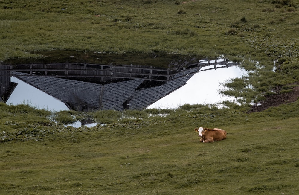 brown cattle beside body of water